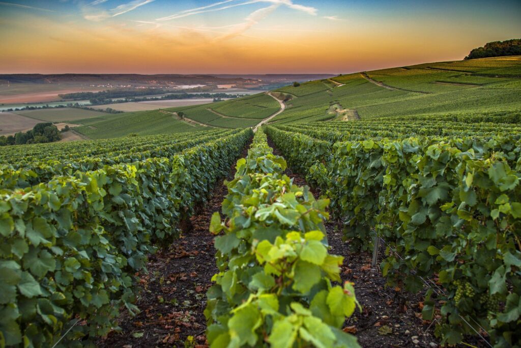 Rangées de vignes en Champagne au coucher du soleil