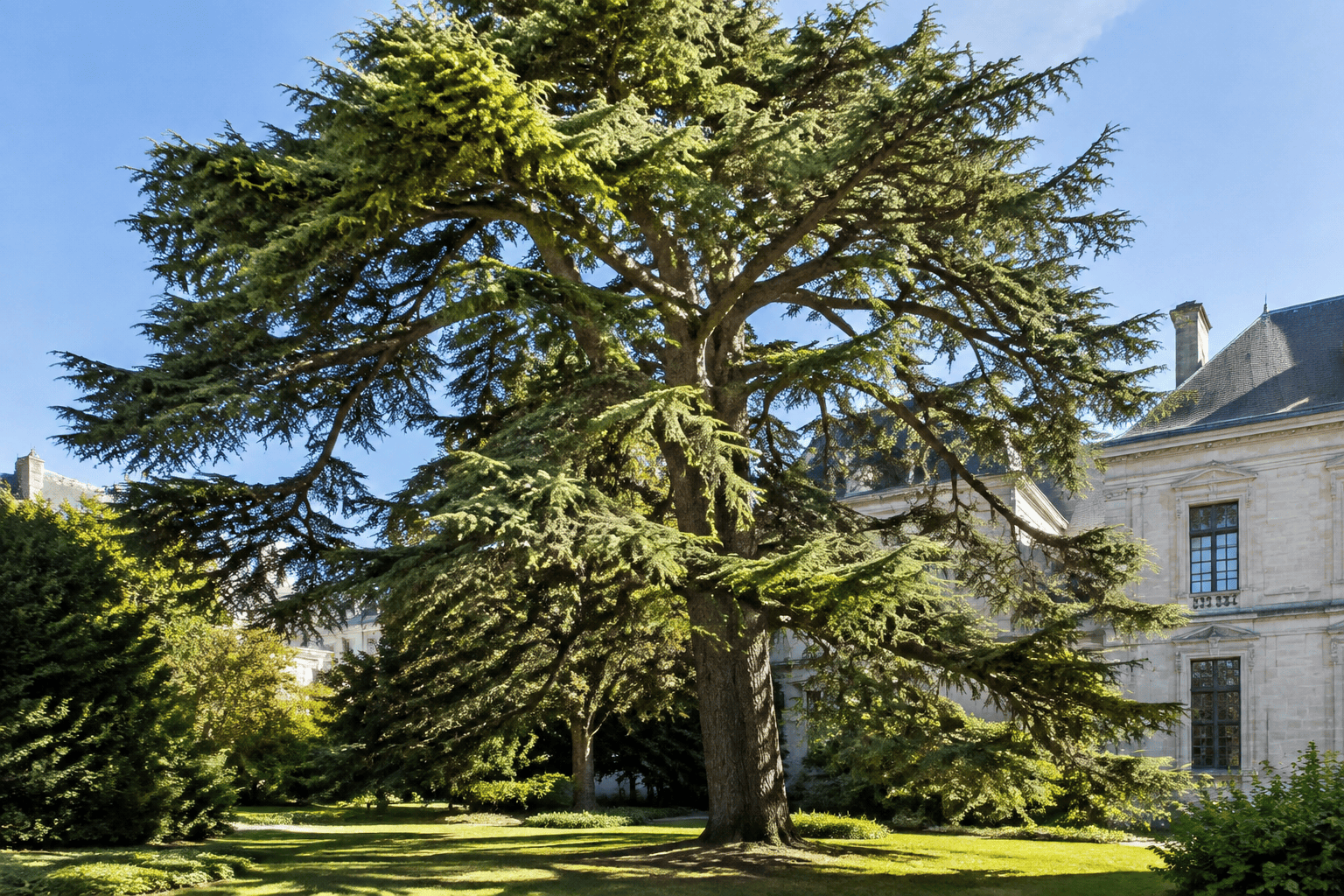Un grand cèdre étend ses branches au-dessus de la pelouse, devant une partie du palais des archevêques.