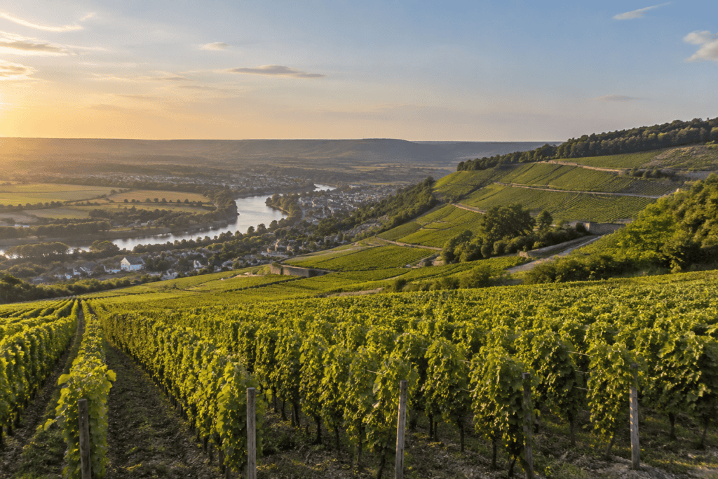 Des rangées de vignes couvrent les coteaux qui descendent vers une rivière sinueuse, sous un ciel dégagé.