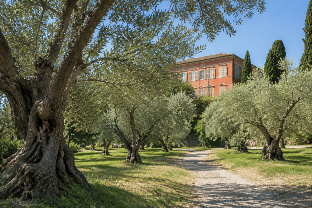 Un chemin traverse une oliveraie ; la façade ocre de la Villa des Arènes apparaît entre les arbres.