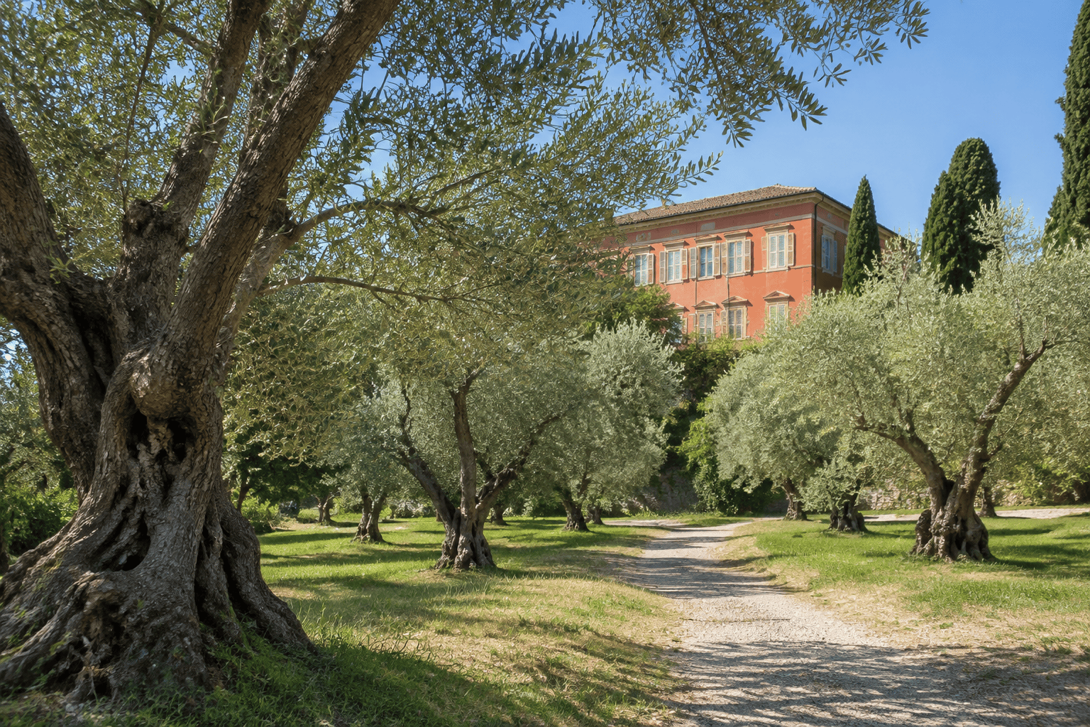 Un chemin traverse une oliveraie ; la façade ocre de la Villa des Arènes apparaît entre les arbres.